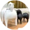 تندیس آیکن