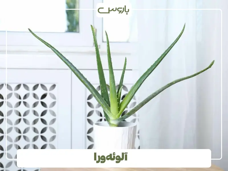 آلوئه‌ورا