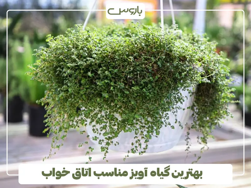 بهترین گیاه آویز مناسب اتاق خواب