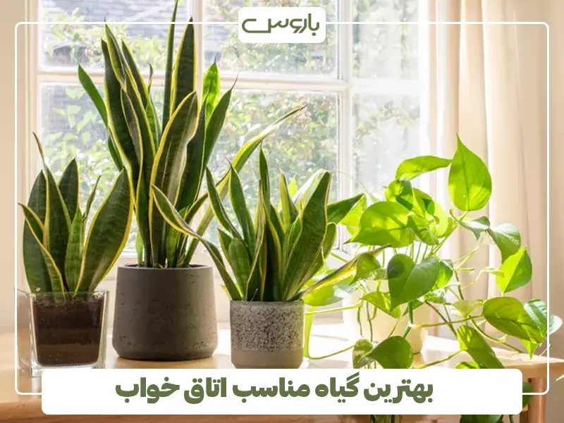 بهترین گیاه مناسب اتاق خواب