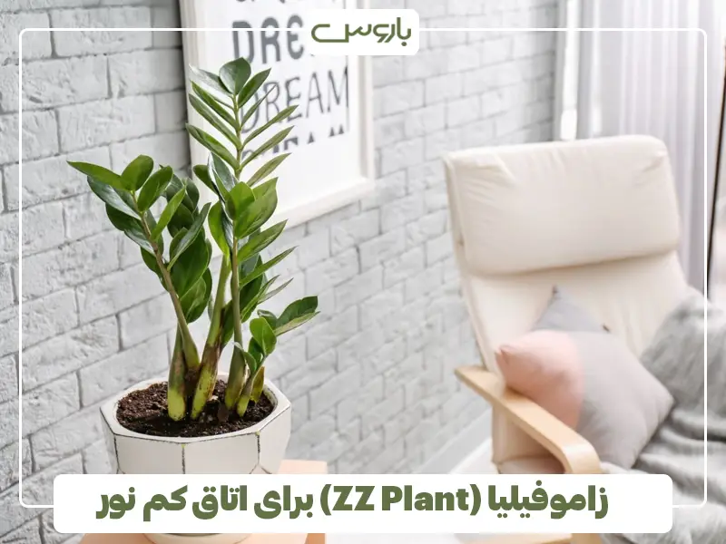 زاموفیلیا (ZZ Plant) برای اتاق کم نور