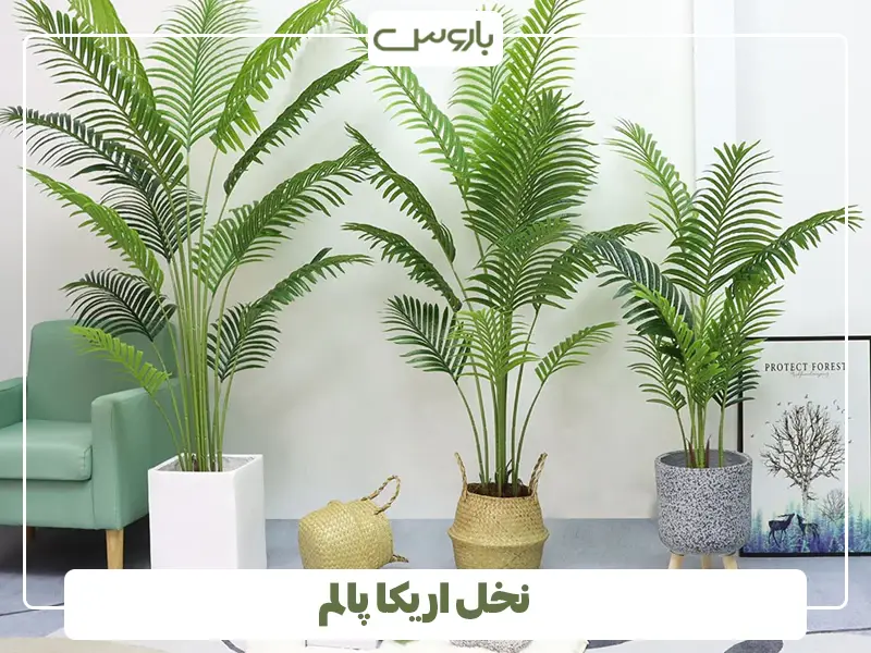 نخل اریکا پالم