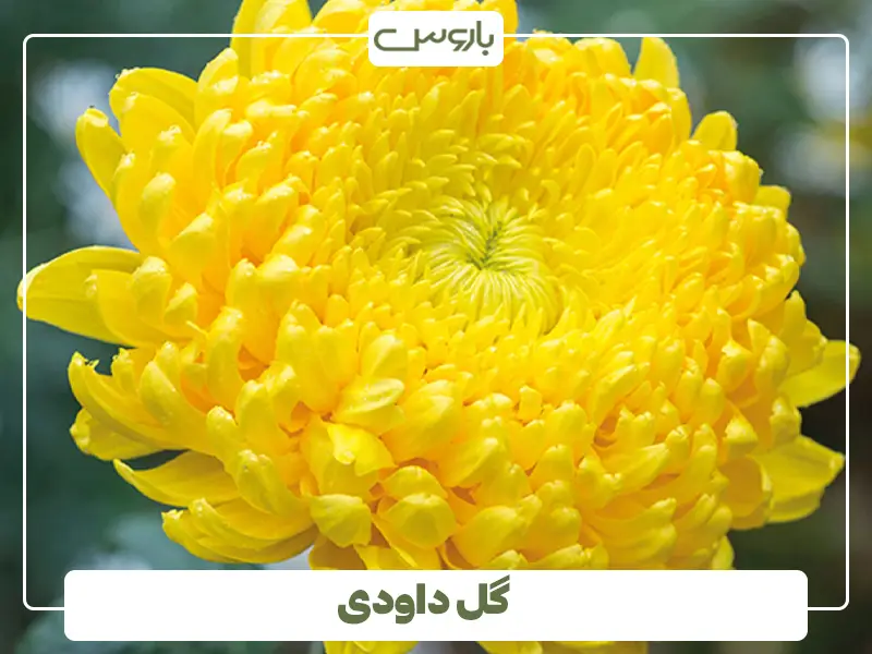 گل داودی