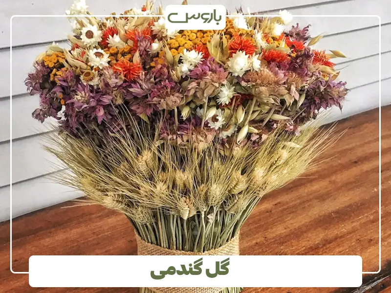 گل گندمی