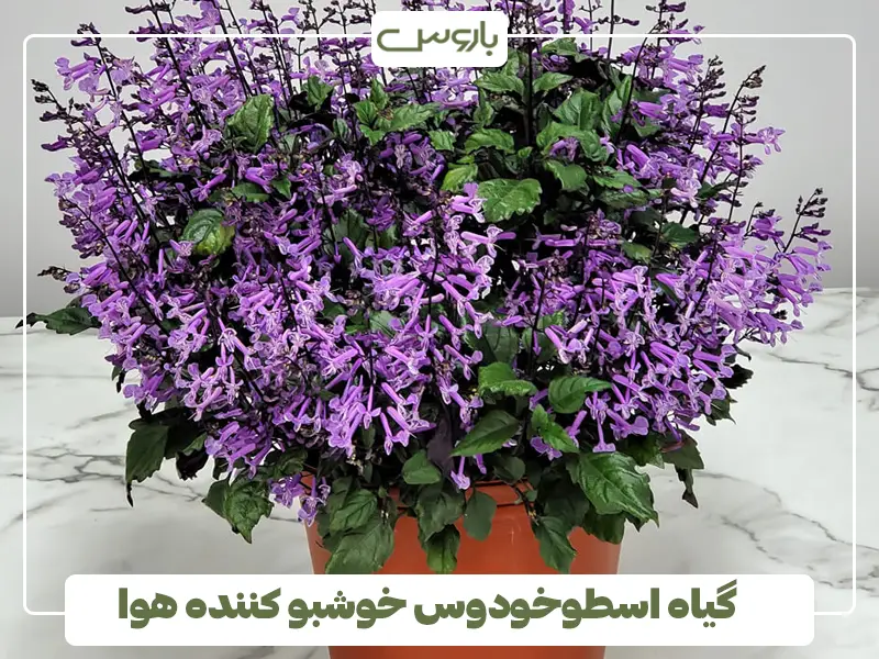 گیاه اسطوخودوس خوشبو کننده هوا