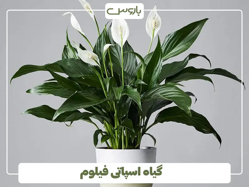 گیاه اسپاتی فیلوم