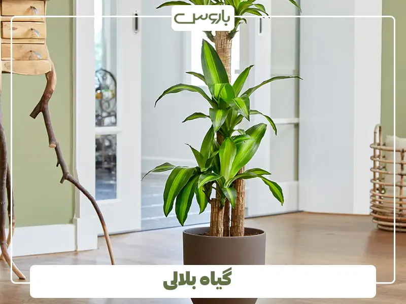 گیاه بلالی