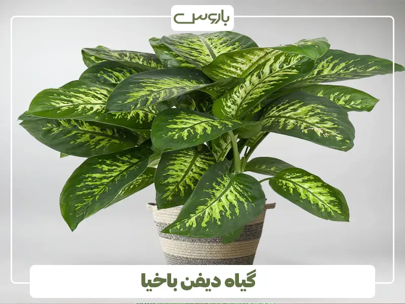 گیاه دیفن باخیا
