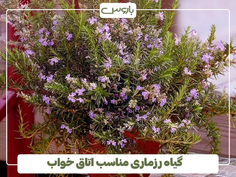 گیاه رزماری مناسب اتاق خواب