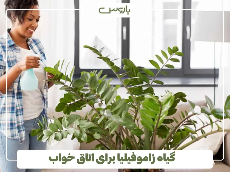 گیاه زاموفیلیا برای اتاق خواب