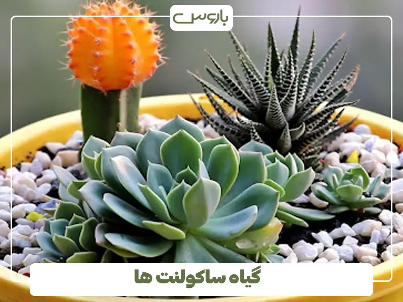 گیاه ساکولنت ها