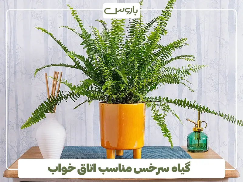 گیاه سرخس مناسب اتاق خواب