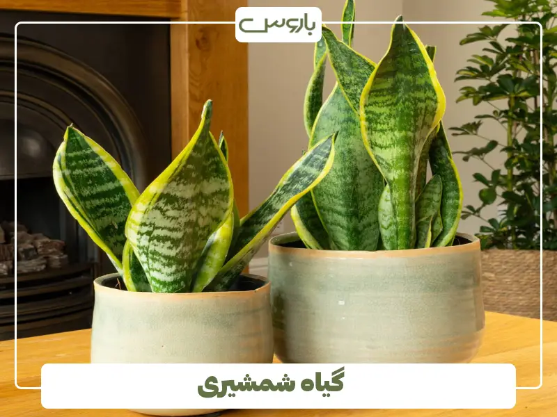 گیاه شمشیری