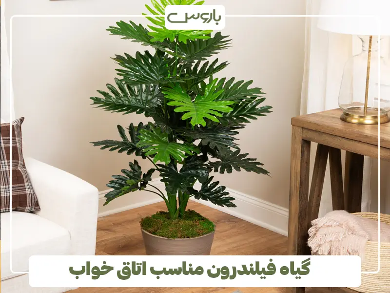 گیاه فیلندرون مناسب اتاق خواب