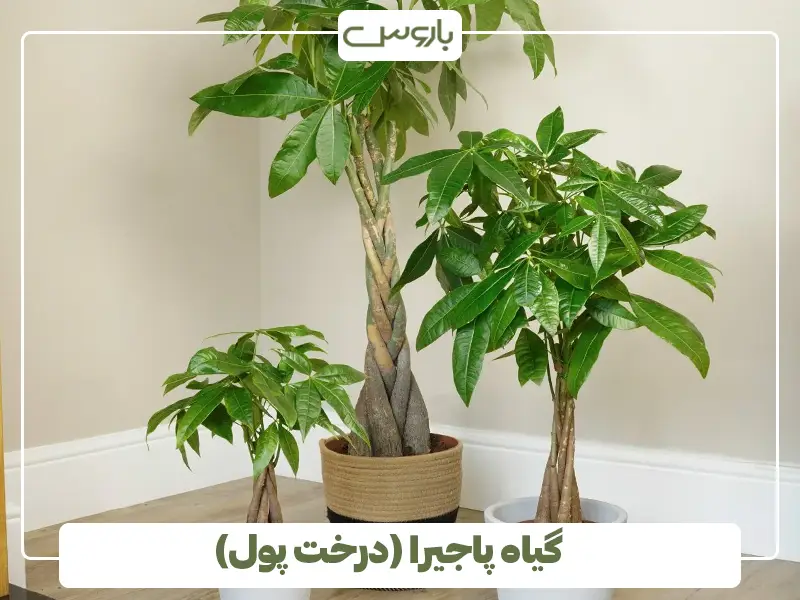 گیاه پاجیرا (درخت پول)