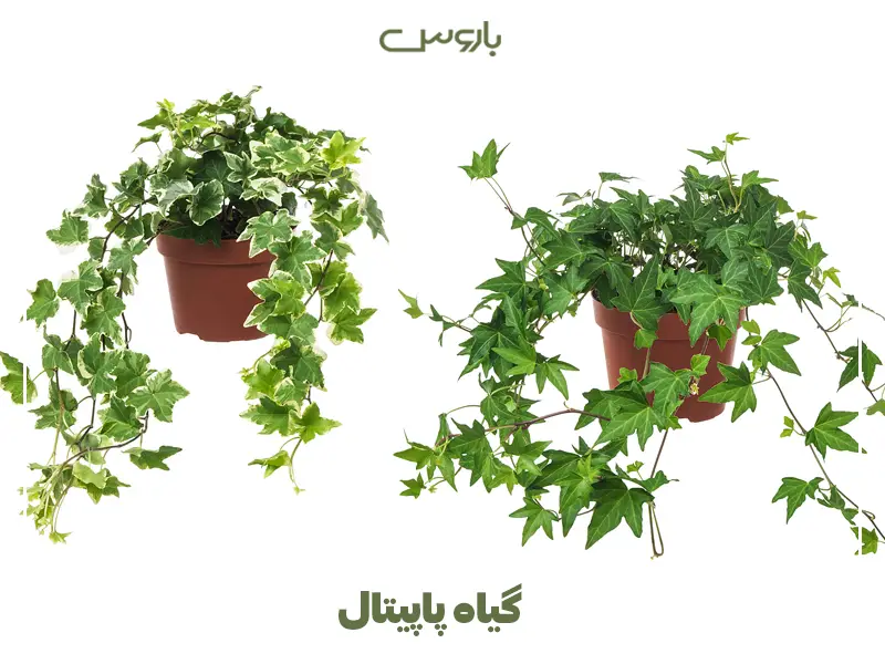 گیاه پاپیتال
