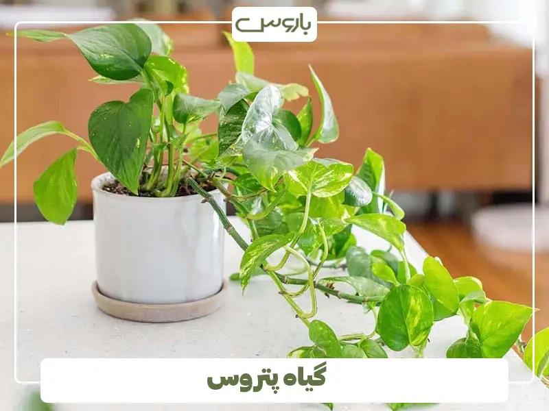 گیاه پتروس
