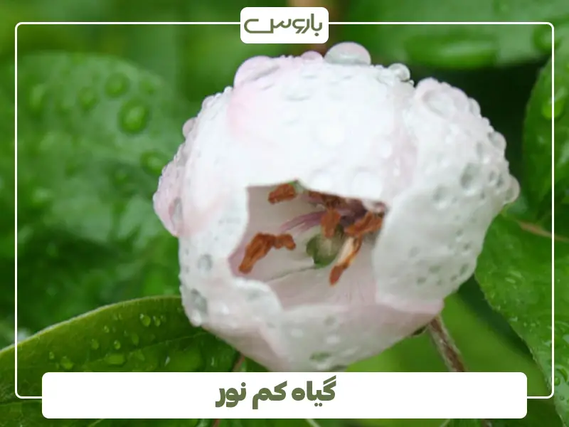 گیاه کم نور