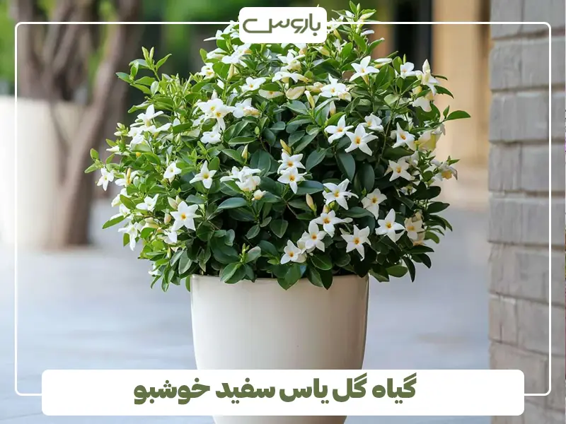 گیاه گل یاس سفید خوشبو