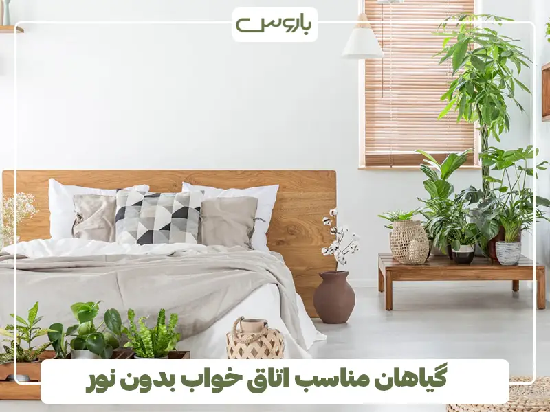 گیاهان مناسب اتاق خواب بدون نور