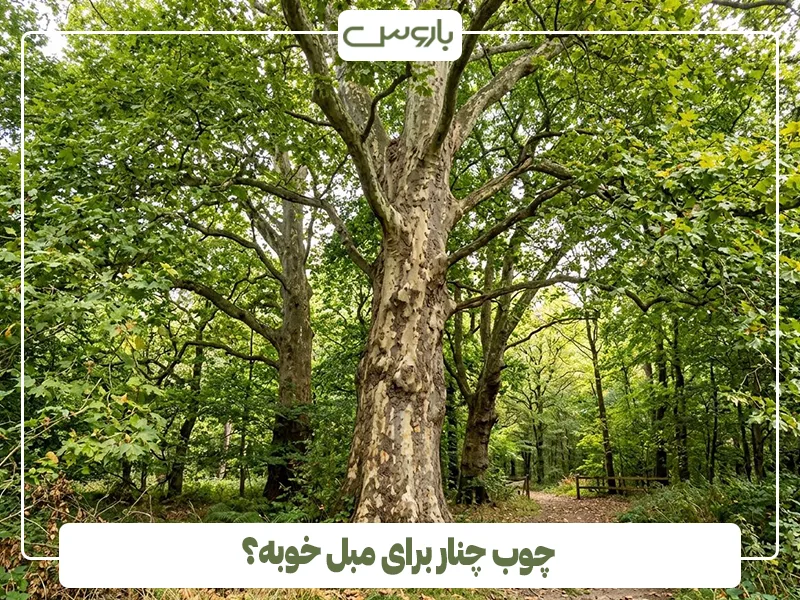 چوب چنار برای مبل خوبه؟ (1) چوب چنار برای مبل خوبه؟ (1)