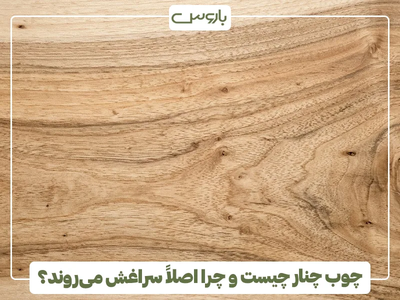 چوب چنار چیست و چرا اصلاً سراغش می روند؟ چوب چنار چیست و چرا اصلاً سراغش می روند؟
